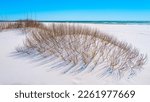 Pensacola Beach Seascape, bright white sand dune and wild plants in Gulf Islands National Seashore in Florida, USA
