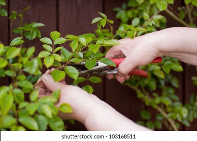 Pensioner with a hedge trimmer cuts  rose - Powered by Shutterstock