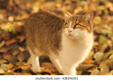 Pensive cat