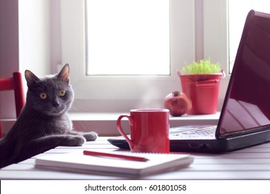 Pensive cat sitting at the table with laptop and red cup / tired of working make the coffee break