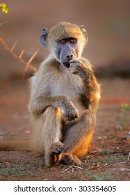 Pensive Chacma baboon (Papio cynocephalus) under a tree - Kruger National park (South Africa)