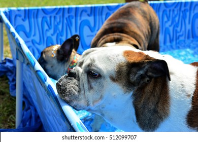 Pensive english bulldog in plastic pool