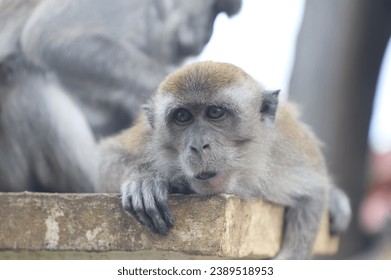 Pensive Macaque Monkey Resting on Wooden Ledge - Powered by Shutterstock