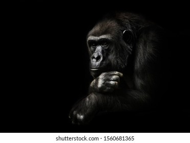 Pensive pose, hand props his head. Monkey anthropoid gorilla female. a symbol of brooding rationality and heavy thoughts.isolated black background. - Shutterstock ID 1560681365