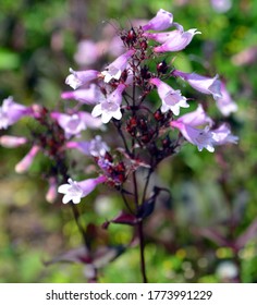 Penstemon The Beard Tongues, Is A Large Genus Of Roughly 250 Species Of Flowering Plants Native Mostly To The Nearctic, But With A Few Species Also Found In The North American Portion 