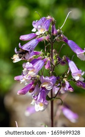 Penstemon Hirsutus Var Pygmaeus Seedling. A Bee Collects Nectar On Flowers Of Penstemon Hirsutus.  Flowers-honey Plants In The Garden.