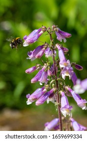 Penstemon Hirsutus Var Pygmaeus Seedling. A Bee Collects Nectar On Flowers Of Penstemon Hirsutus.  Flowers-honey Plants In The Garden.