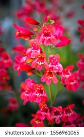 Pink Penstemon High Res Stock Images Shutterstock