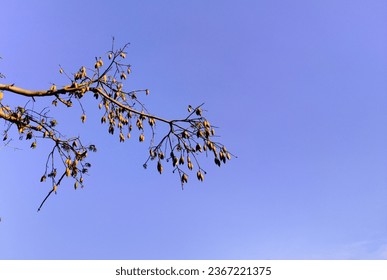 pentan ceiba fruit under the blue sky - Shutterstock ID 2367221375