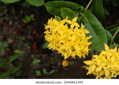 Pentas flowers (Pentas lanceolata) that grow in the yard of the house. - Powered by Shutterstock