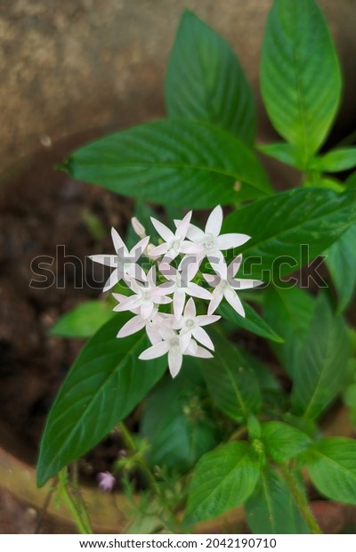 Pentas lanceolata,\
commonly known as Egyptian starcluster, is a species of flowering\
plant in the madder family, Rubiaceae that is native to much of\
Africa as well as Yemen