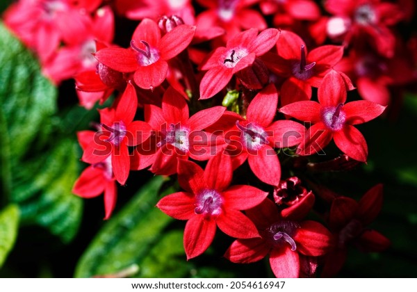 Pentas lanceolata,\
commonly known as Egyptian starcluster, is a species of flowering\
plant in the madder family, Rubiaceae that is native to much of\
Africa as well as Yemen.