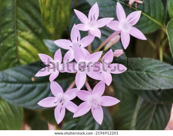 Pentas lanceolata,\
commonly known as Egyptian starcluster, is a species of flowering\
plant in the madder family Rubiaceae that is native to much of\
Africa as well as Yemen.