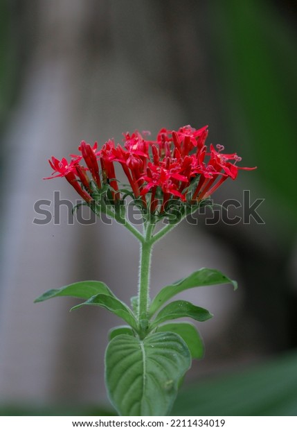 Pentas lanceolata, commonly known as Egyptian\
starcluster, is a species of flowering plant in the madder family,\
Rubiaceae that is native to much of Africa as well as Yemen. It is\
known for its wide u