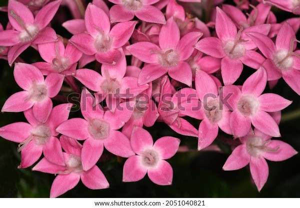 Pentas lanceolata (Egyptian\
starcluster), a species of flowering plant in the madder family,\
Rubiaceae.