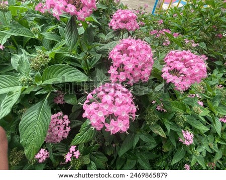 Pentas lanceolata medically plant used for Lymphadenitis, Diarrhoea, to Treat Snake Bite, Malaria and to Treat Ascariasis when taken orally.