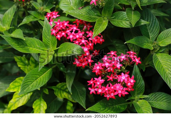Pentas\
lanceolata,commonly known as Egyptian starcluster,is a species of\
flowering palnt in the madder family, Rubiaceae that is native to\
much of Africa as well as\
Yemen.