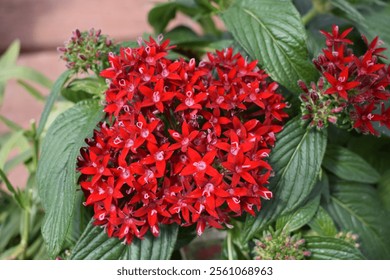 Pentas Star Red Flower Clusters Dark Green Foliage   - Powered by Shutterstock