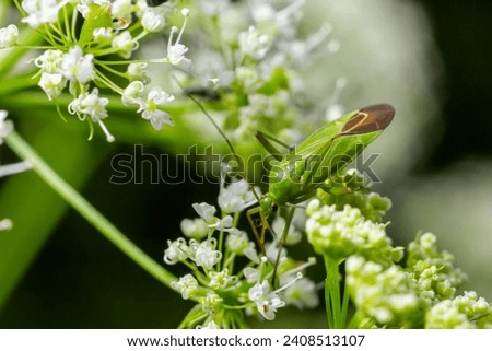 Pentatomoidea bug sits on a leaf.
