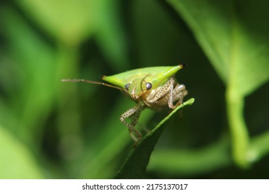 Pentatomoidea, Green Sucking Insects That Perch 