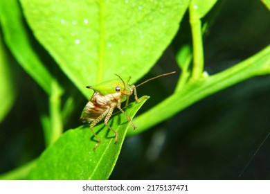 Pentatomoidea, Green Sucking Insects That Perch 