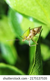 Pentatomoidea, Green Sucking Insects That Perch 