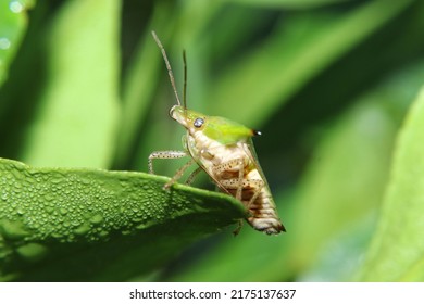 Pentatomoidea, Green Sucking Insects That Perch 