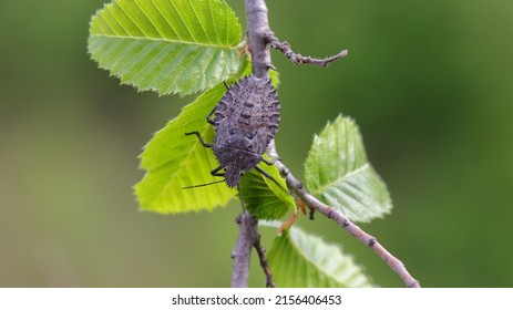 Pentatomoidea In The Habitat In The Forest