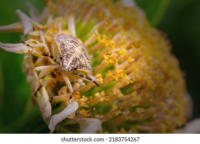 Pentatomoidea Insects Sitting Cosmos Flower