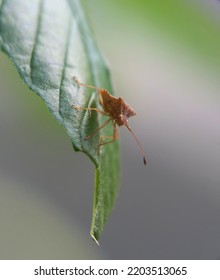 Pentatomoidea On A Leaf, Macro Photography.