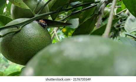 Pentatomoidea Shield Bug On Green Orange Fruit 