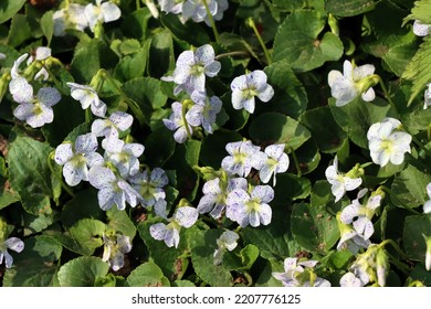 Pentecostal Violet, Pentecostal Violet (Viola Sororia) Freckles