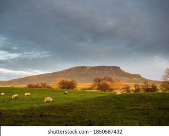 Pen-y-ghent mountain with the late afternoon sun illuminating its slopes. Sheep and a wall in the foreground. Yorkshire Dales National Park