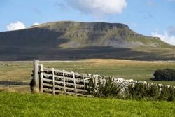 Pen-y-ghent Rises Up Above A Dry Stone Wall In The Yorkshire Dales. 