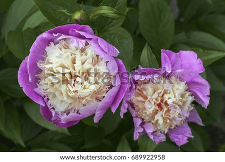 Peonies