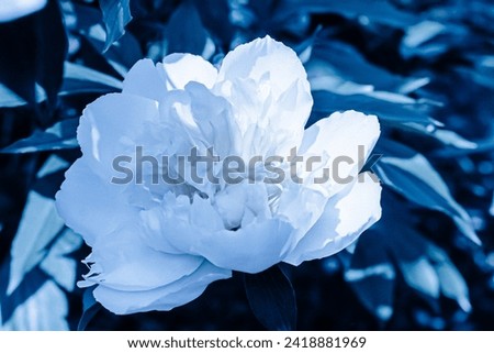 Peonies in bloom, artistic edit. Blue hue. 