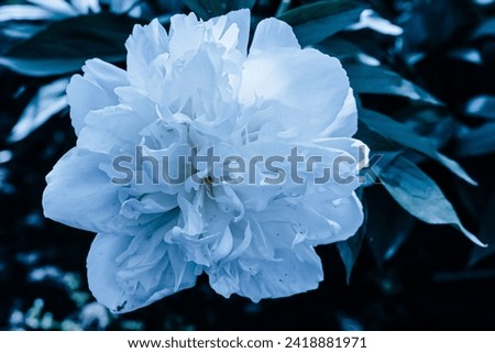 Peonies in bloom, artistic edit. Blue hue. 