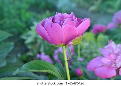 Peonies Field In Spring. Pink Peonies Flowers. Bunch Of Pink Peonies. Pink Blooming Peony.