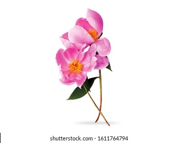 Peonies Flower With Green Leaves Isolated White Background