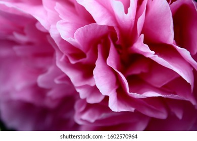 Peonies Flower Pedals Close Up  