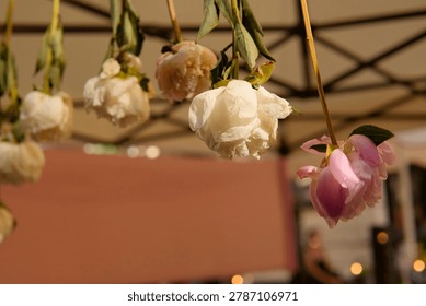 Peonies flowers hanging upside down drying for making decorative arrangements