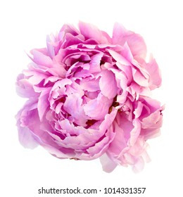 Watercolor Hand Drawn Illustration Pink Peony Stock Illustration ...