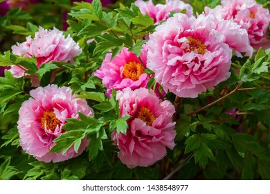 Peonies, One of the beautiful flowers of China.