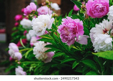 Peonies in the rain, rain drops, rainy day, cloudy weather, peony bed in the garden