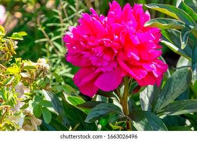 Peony Adolphe Rousseau