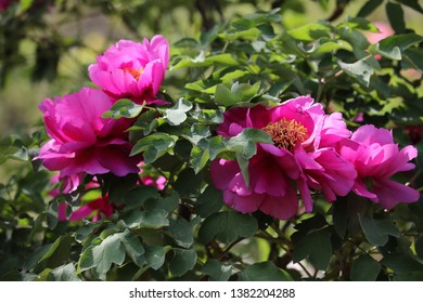 Peony is a beautiful flower. - Shutterstock ID 1382204288