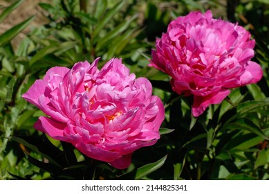 Peony 'Better Times' with double pink flwoers, Lactiflora hybrid