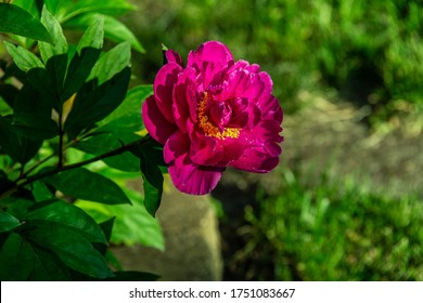 A Peony Bloom In Ankeny, Iowa.