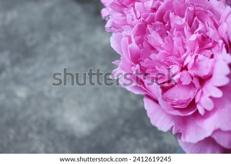 Peony Blossom on rock table in summer