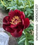 Peony Buckeye Belle. The flowers are semi-double rose-shaped, 5-6 row, dark red-brown.